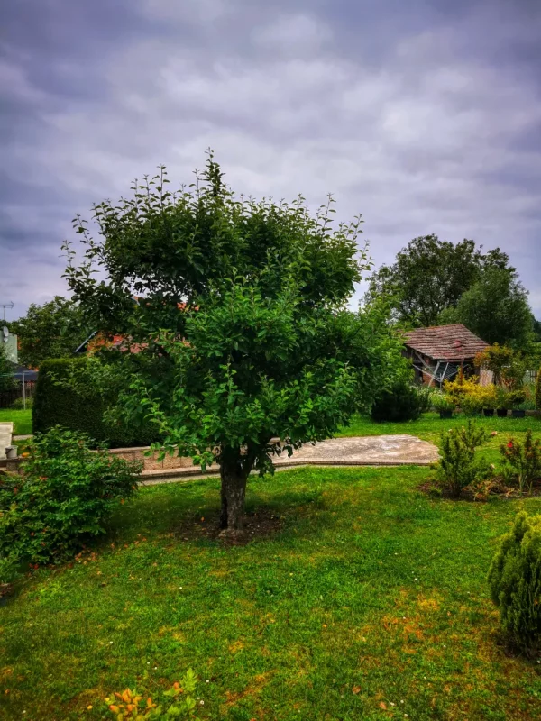 Řezaný strom vytváří zahuštěnou korunu, kterou je pak nutné prořezávat